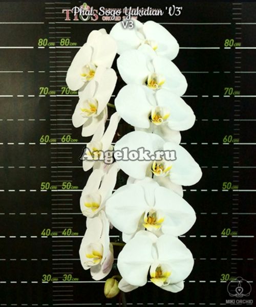 фото Фаленопсис Сого Якидан (Phalaenopsis Sogo Yukidian 'V3')Тайвань от магазина магазина орхидей Ангелок