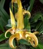 фото Бульбофиллум Лобба (Bulbophyllum lobbii) от магазина магазина орхидей Ангелок