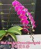 фото Фаленопсис (Phalaenopsis Sun Jye Diamond variegata) Тайвань от магазина магазина орхидей Ангелок