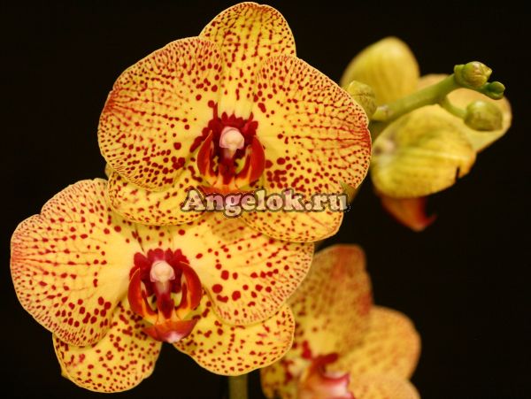 фото Фаленопсис Фата Моргана (Phalaenopsis Fata Morgana) от магазина магазина орхидей Ангелок