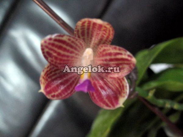 фото Фаленопсис (P.javanica'Miki') Тайвань от магазина магазина орхидей Ангелок