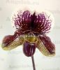 фото Пафиопедилум (Paph.Winston Churchill × fairrieanum) Тайвань от магазина магазина орхидей Ангелок