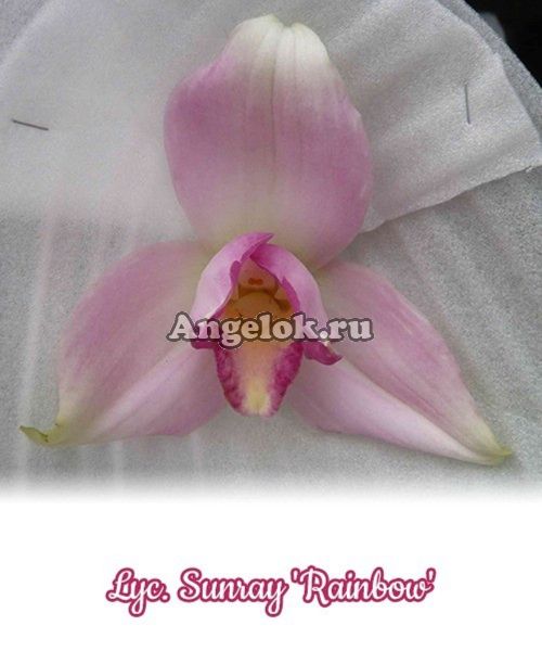фото Ликаста (Lyc. Sunray 'Rainbow') Тайвань от магазина магазина орхидей Ангелок