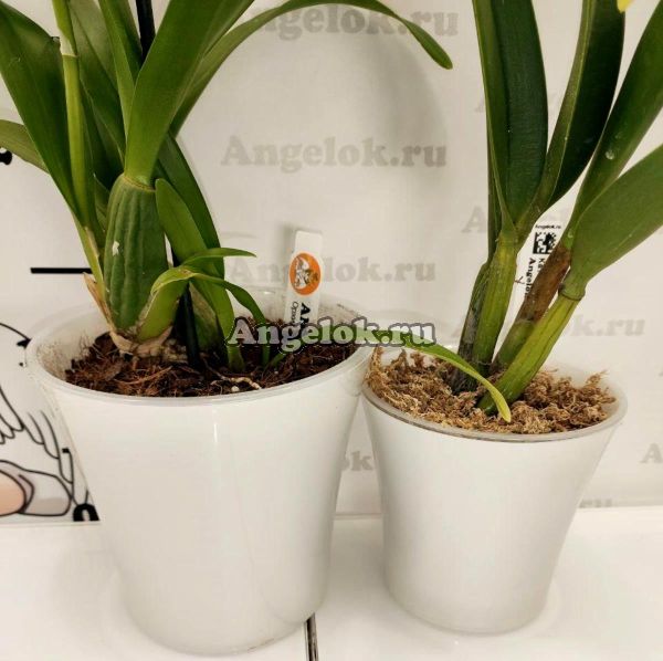 фото Горшок Арте жемчуг-прозрачный 1,2 л от магазина магазина орхидей Ангелок