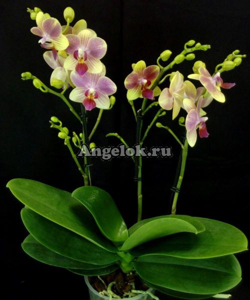 фото Фаленопсис Летняя песня (Phalaenopsis Summersong) от магазина магазина орхидей Ангелок