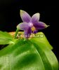 фото Фаленопсис Самера (Phalaenopsis Samera var. blue × sib) Тайвань от магазина магазина орхидей Ангелок