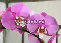 Фаленопсис (Phalaenopsis Hilo Lip)