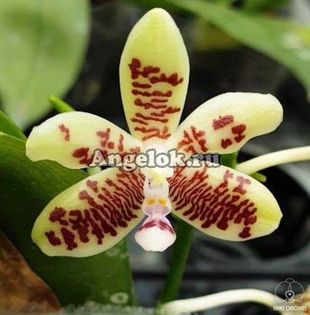 фото Фаленопсис (Phalaenopsis inscriptiosinensis × sib) Тайвань от магазина магазина орхидей Ангелок