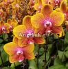 фото Фаленопсис Сого Лоуренс (Phalaenopsis Sogo Lawrence) от магазина магазина орхидей Ангелок