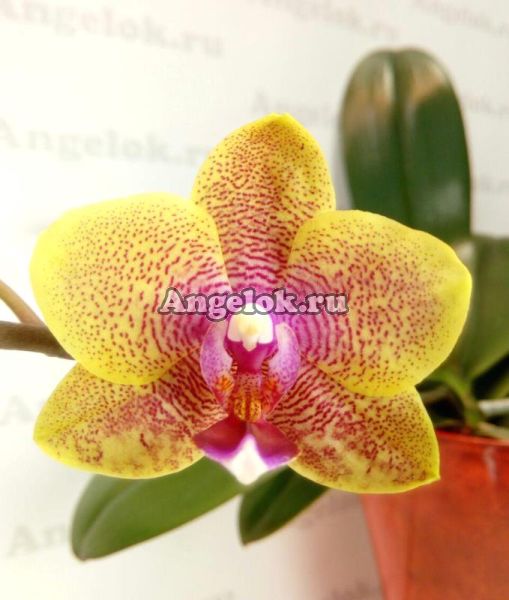 фото Фаленопсис (P.Sogo Lawrence) 3,5 Тайвань от магазина магазина орхидей Ангелок