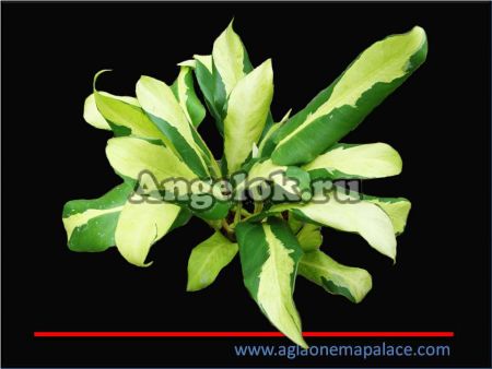 фото Филодендрон (Philodendron Green-Yellow) от магазина магазина орхидей Ангелок