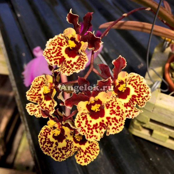 фото Толумния (Tolumnia Jk Flyer Leopard) от магазина магазина орхидей Ангелок