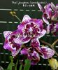 фото Фаленопсис бабочка (Phalaenopsis Younghome Summer) от магазина магазина орхидей Ангелок