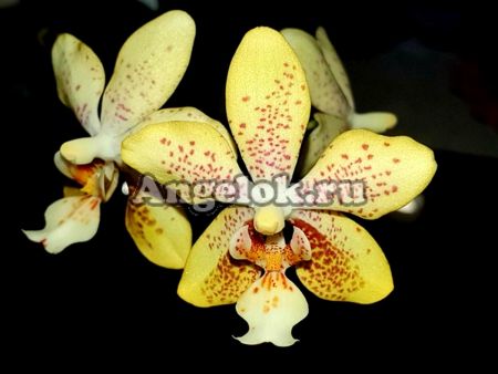 фото Фаленопсис (Phalaenopsis stuartiana punctatissima) от магазина магазина орхидей Ангелок
