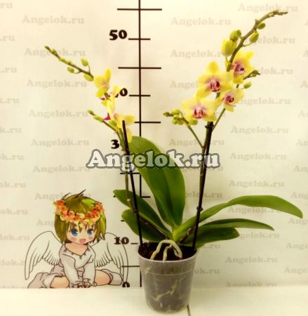 Фаленопсис (Phalaenopsis Spunky)