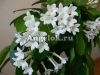 фото Стефанотис обильноцветущий (Stephanotis floribunda) от магазина магазина орхидей Ангелок
