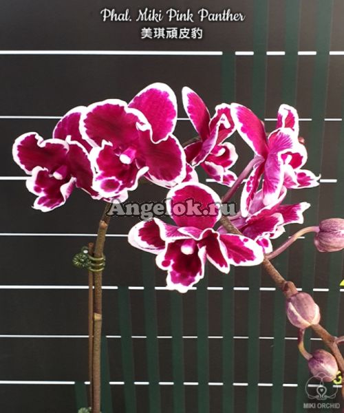 фото Фаленопсис Биг Лип (Phalaenopsis Miki Pink Panther) Тайвань от магазина магазина орхидей Ангелок