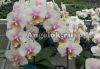 фото Фаленопсис (Phalaenopsis schilleriana x stuartiana) Тайвань от магазина магазина орхидей Ангелок