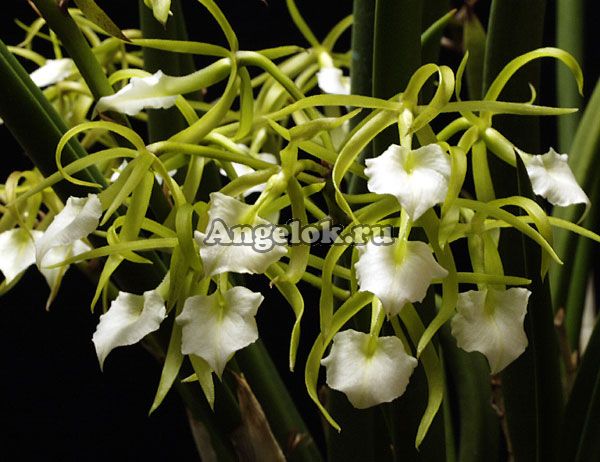 фото Брассавола (Brassavola cordata) Тайвань от магазина магазина орхидей Ангелок