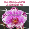 фото Фаленопсис (Phalaenopsis Miki Fortune Cat '72') Тайвань от магазина магазина орхидей Ангелок