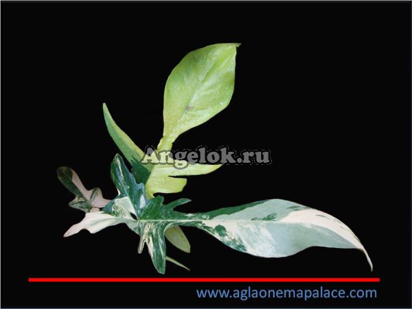 фото Филодендрон Маска (Philodendron Squamiferum Magic Mask) от магазина магазина орхидей Ангелок