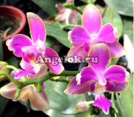 фото Фаленопсис пелорик (Phalaenopsis Yaphon Pink Bee 'ES') Тайвань от магазина магазина орхидей Ангелок