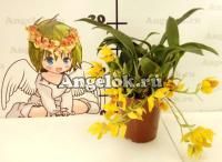 фото Променея (Promenaea Meadow Gold) от магазина магазина орхидей Ангелок