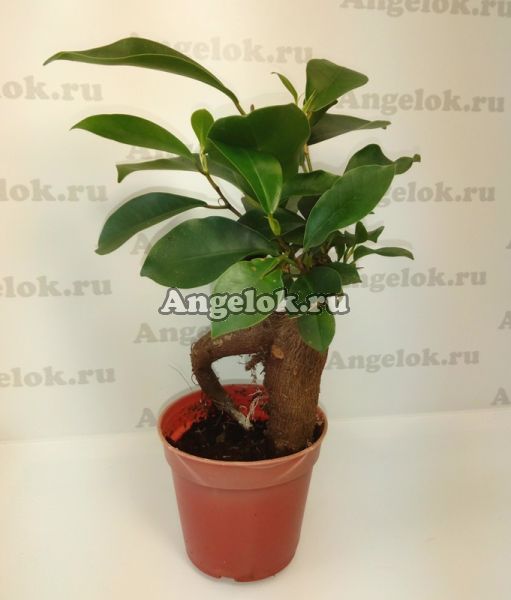 фото Фикус микрокарпа (Ficus microcarpa) от магазина магазина орхидей Ангелок