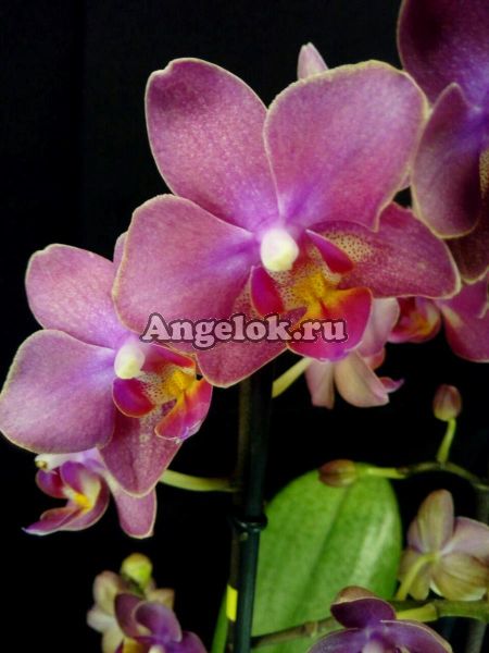 фото Фаленопсис Парфюмерная фабрика (Phalaenopsis Dusty Belle) от магазина магазина орхидей Ангелок