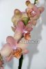 фото Фаленопсис (Phalaenopsis ) ph-11 от магазина магазина орхидей Ангелок