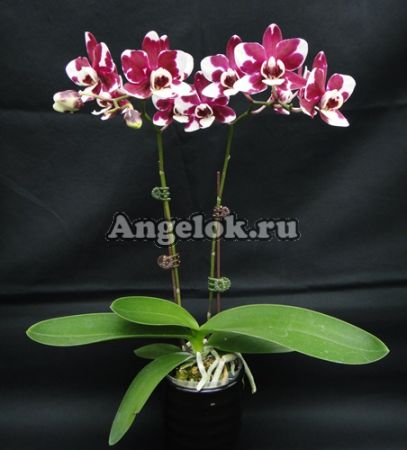 фото Фаленопсис (P.Chi Yueh Cow) Тайвань от магазина магазина орхидей Ангелок