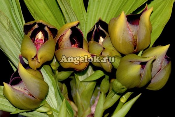 фото Ангулоа (Anguloa ruckeri) от магазина магазина орхидей Ангелок