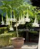 фото Бругмансия (Brugmansia) белая от магазина магазина орхидей Ангелок