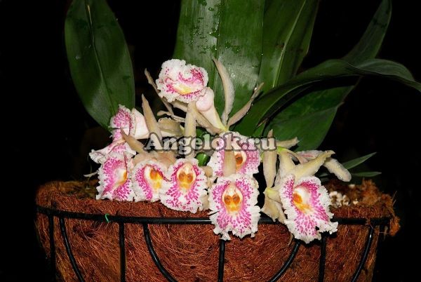 фото Трихопилия привлекательная (Trichopilia suavis) от магазина магазина орхидей Ангелок