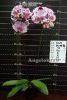 фото Фаленопсис (Dtps.Miki Crystal'11') Тайвань от магазина магазина орхидей Ангелок