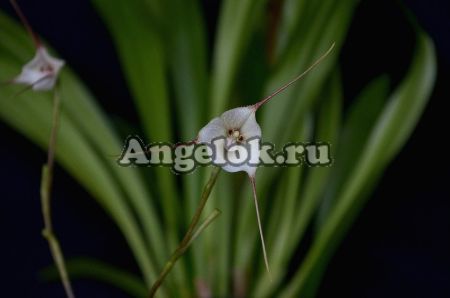 фото Дракула (Dracula rezekiana) от магазина магазина орхидей Ангелок