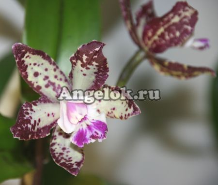 фото Каттлея (Cattleya) cat-08_2 от магазина магазина орхидей Ангелок