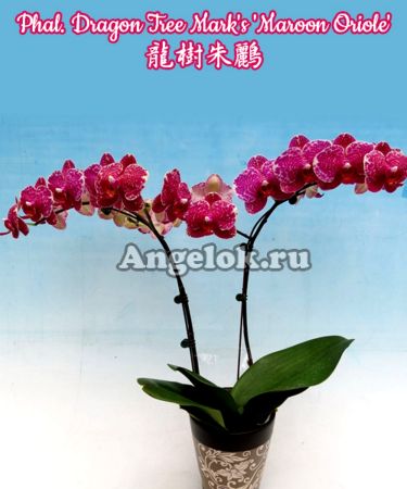 фото Фаленопсис (Phalaenopsis Dragon Tree Mark's 'Maroon Oriole') от магазина магазина орхидей Ангелок