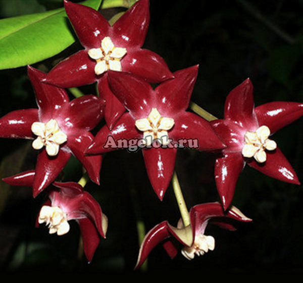 фото Хойя Величественная (Hoya Imperialis Red) черенок от магазина магазина орхидей Ангелок