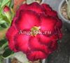 фото Адениум (Adenium obesum 7th Heaven) от магазина магазина орхидей Ангелок
