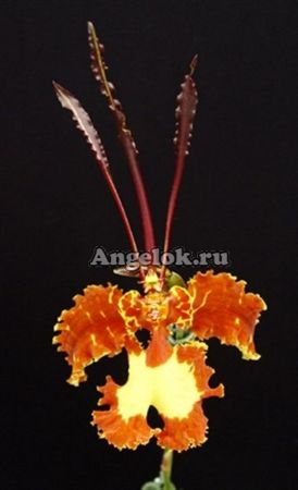 фото Психопсис (Psychopsis Mariposa Green Valley) от магазина магазина орхидей Ангелок