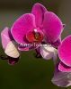 фото Фаленопсис (Phalaenopsis ) ph-18 от магазина магазина орхидей Ангелок