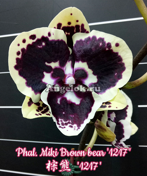 фото Фаленопсис Биг Лип (Phalaenopsis Miki Brown bear '1217') Тайвань от магазина магазина орхидей Ангелок