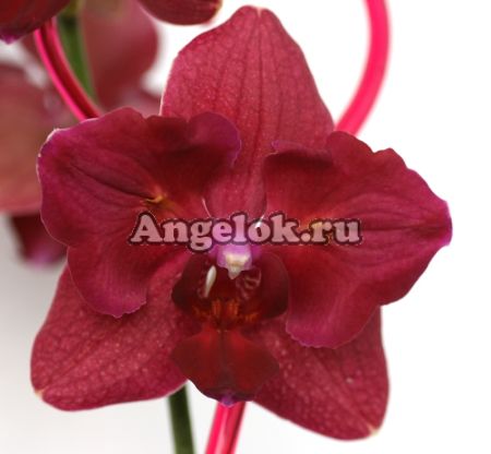 фото Фаленопсис (Phalaenopsis ) ph-80 от магазина магазина орхидей Ангелок