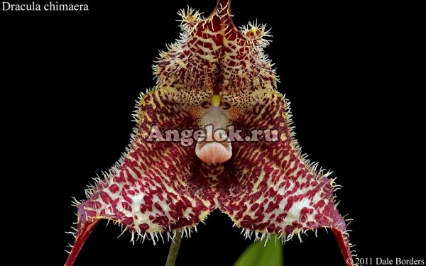 фото Дракула Химера (Dracula chimaera) от магазина магазина орхидей Ангелок
