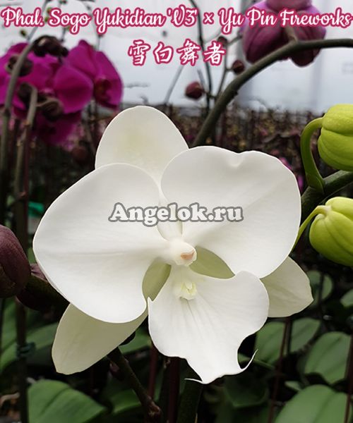 фото Фаленопсис Биг Лип (Phalaenopsis Sogo Yukidian 'V3' × Yu Pin Fireworks) Тайвань от магазина магазина орхидей Ангелок
