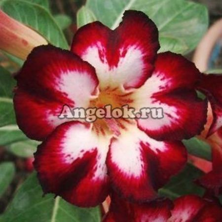 фото Адениум (Adenium obesum Super star) от магазина магазина орхидей Ангелок