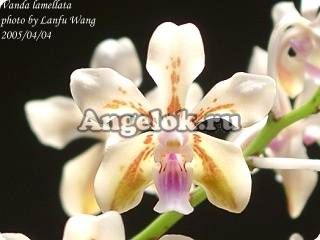 фото Ванда (V.lamellata) Тайвань от магазина магазина орхидей Ангелок