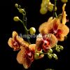 фото Фаленопсис Чармер (Phalaenopsis Charmer) от магазина магазина орхидей Ангелок