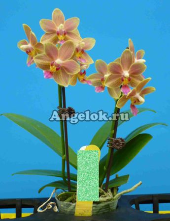 фото Фаленопсис (Dtps.Tzu Chiang Balm) Тайвань от магазина магазина орхидей Ангелок